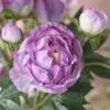 Detail Image - Fabric Petal Close-up (1) Premium Real-Touch Peony Bush - 18” Faux Silk Peonies for Home Decor